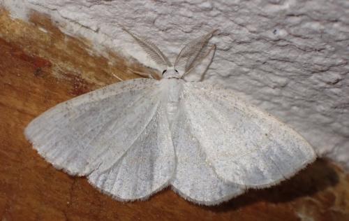 Réf. 317 459 : Cabera exanthemata